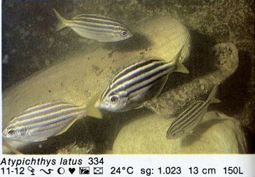 Atypichthys latus